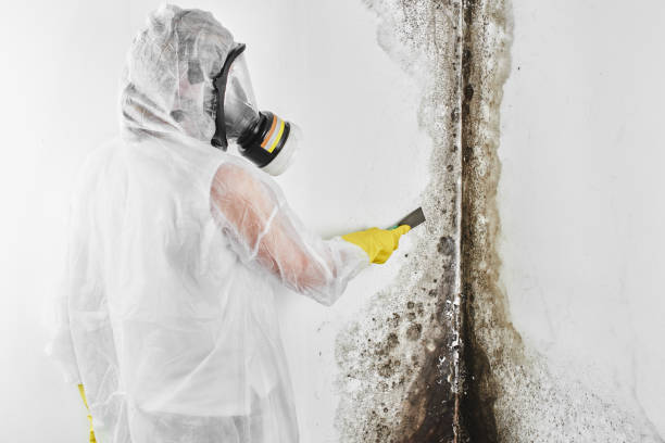 Best Mold Removal Near Me  in St Stephens, NC