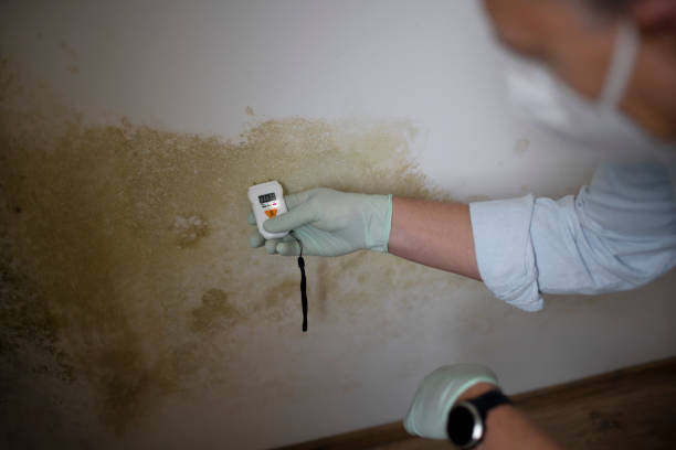 Best Attic Mold Removal  in St Stephens, NC