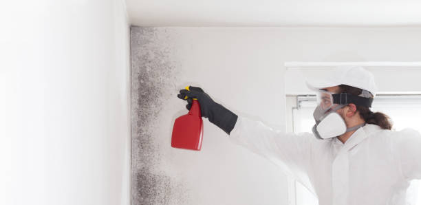 Mold Testing and Removal in St Stephens, NC