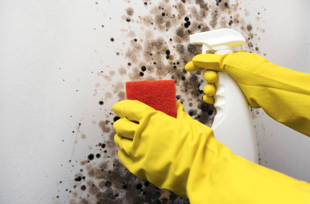 Best Home Mold Removal  in St Stephens, NC