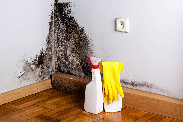 St Stephens, NC Mold Removal Company