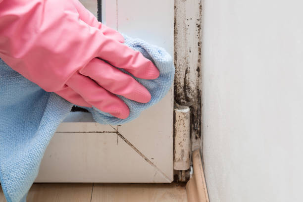 Best Commercial Mold Removal  in St Stephens, NC